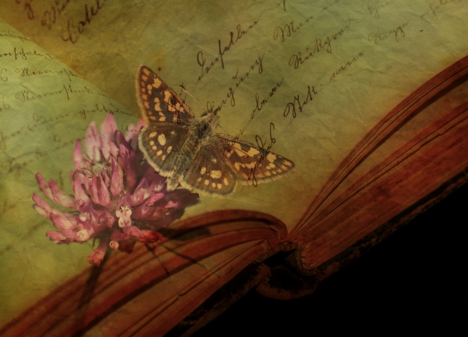 蝴蝶停在一只插在书本上的花上