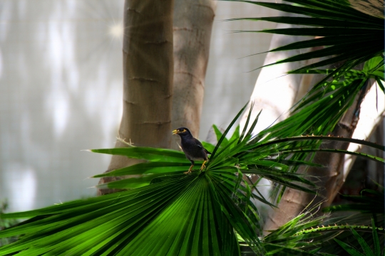 树林绿植上站立黑色小鸟特写