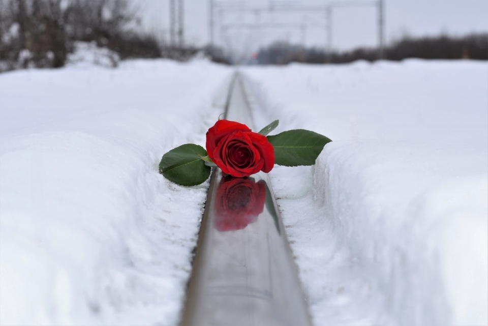 冬天白色雪地红色花朵绿色叶子玫瑰植物