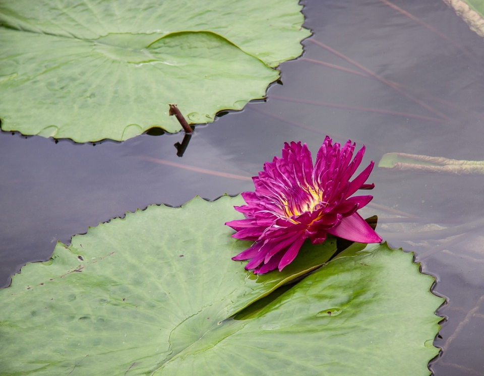 清澈池塘中紫色鲜艳花朵特写