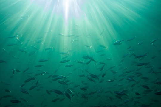 绿色大海受早晨阳光照射水下风光