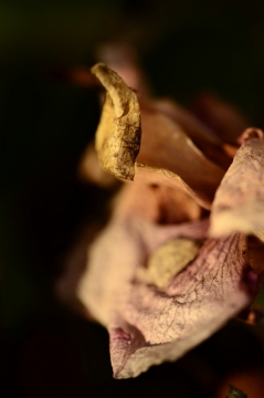 微距摄影_黑色背景文艺枯萎自然花朵植物