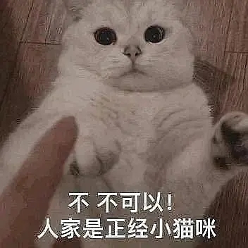 和女朋友开车猫咪表情包