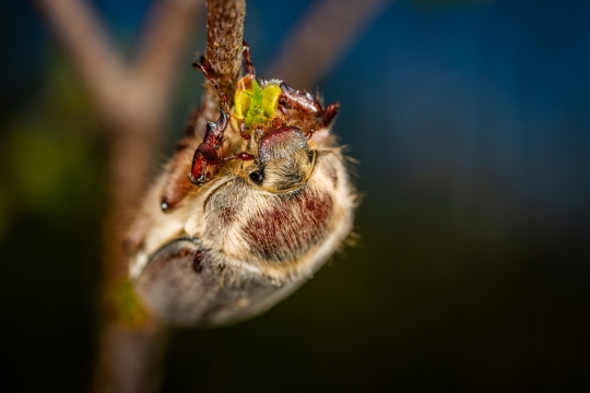 昆虫动物树枝小动物高清近距离