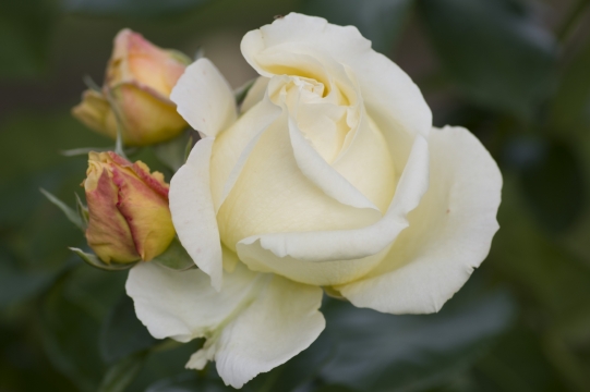 田野旁小清新白色花苞开放美景