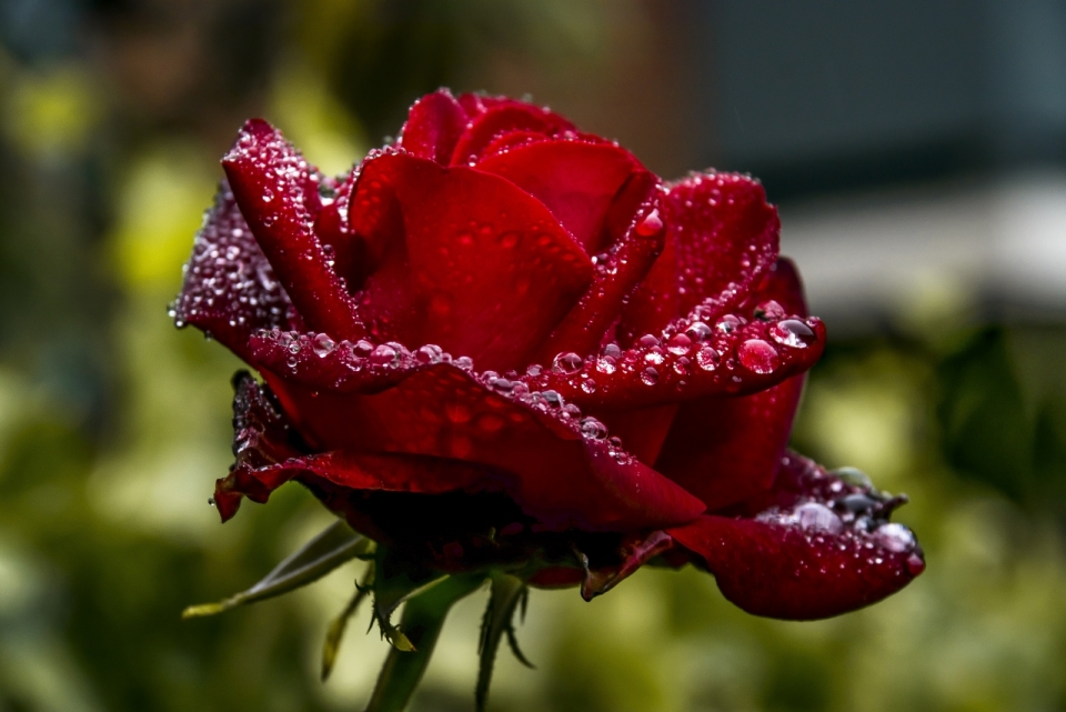 雨后丛林鲜艳娇嫩火红玫瑰水滴美景
