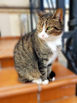 虚化背景室外台阶上可爱宠物猫