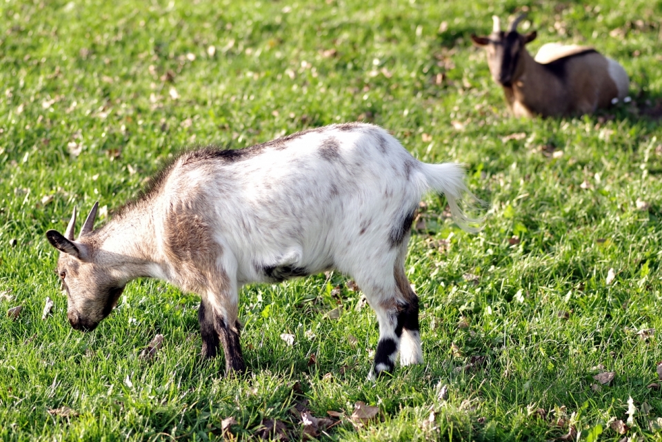 阳光下在青青草地上吃草的小羊摄影