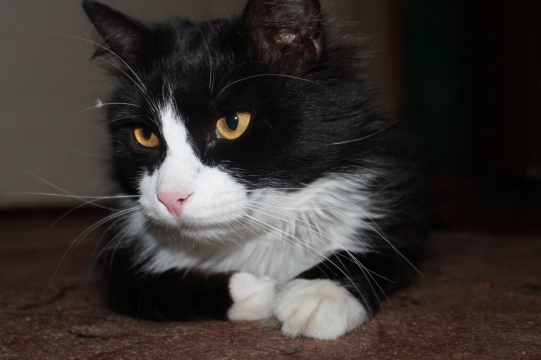 趴在地毯上黑色猫咪表情特写