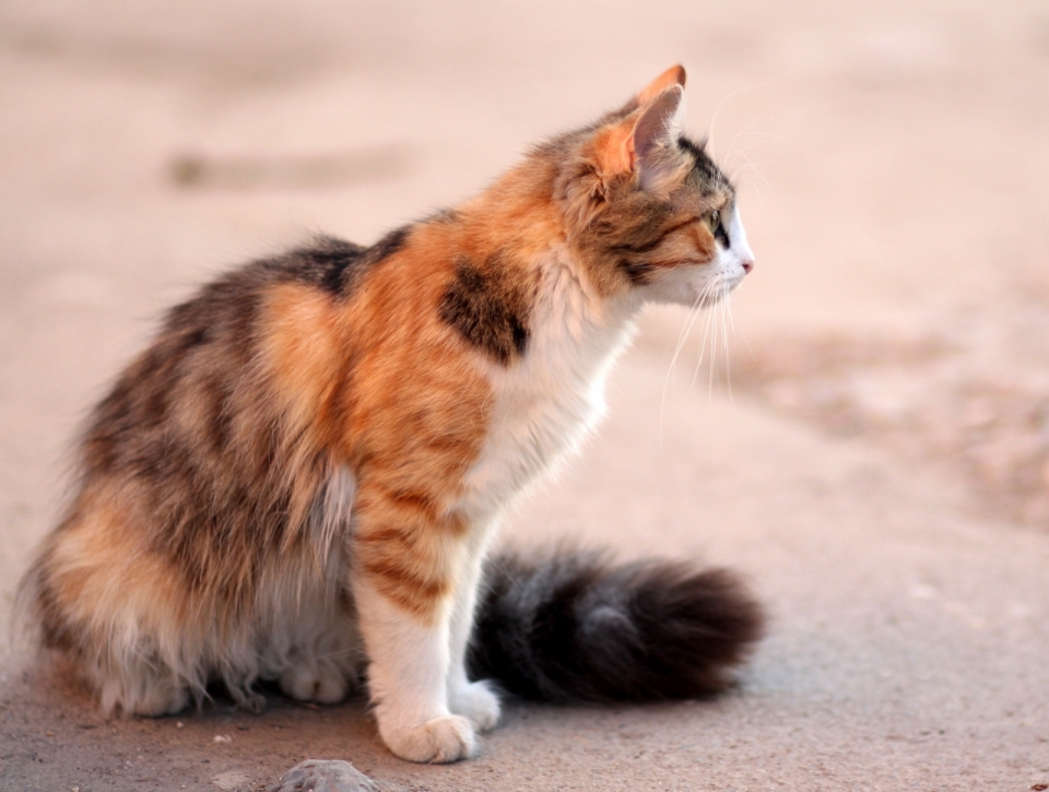 虚化背景城市街道地面可爱宠物猫