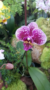 虚化背景户外自然紫色花朵植物