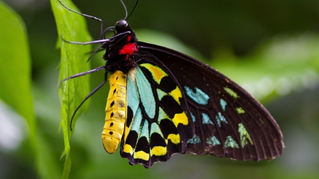 美丽自然风光色彩斑斓的蝴蝶高清桌面壁纸
