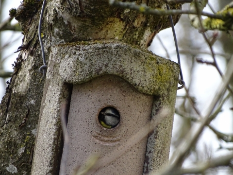 腐败树干上打造小鸟树屋外景