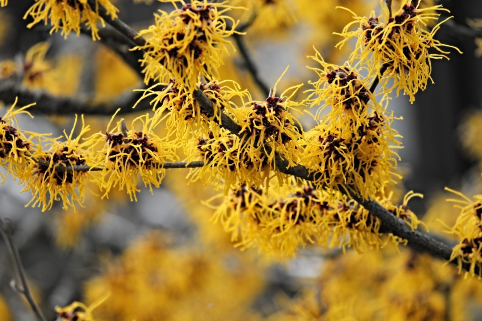 微距摄影_虚化背景树枝上黄色花朵自然植物