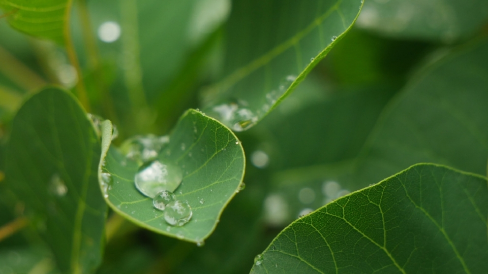 雨水节气大雨的绿叶无水印电脑桌面高清壁纸图片