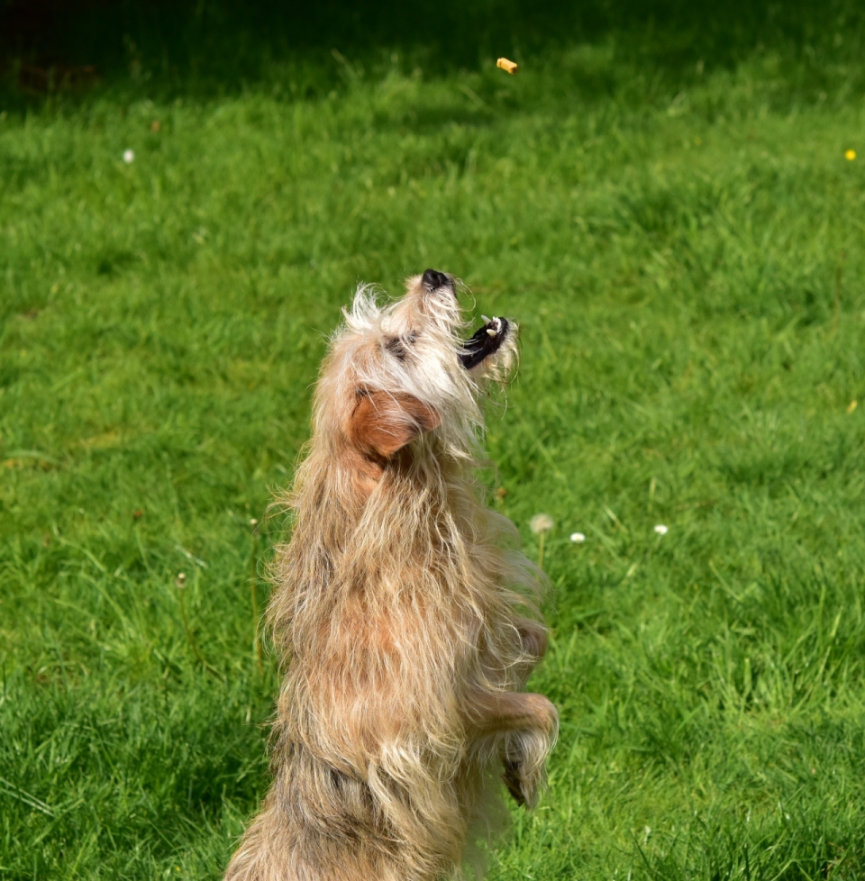 户外绿色草坪跳跃可爱黄色宠物狗