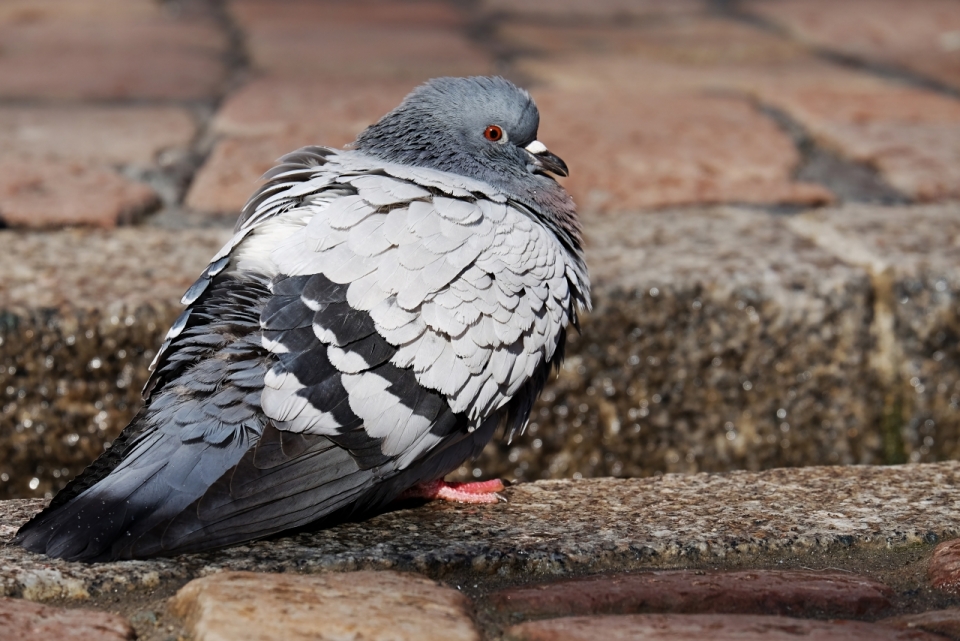 城市街道地面灰色羽毛野生鸽子动物