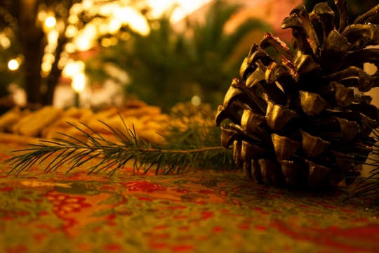 夕阳下掉落在地上的松果松叶特写
