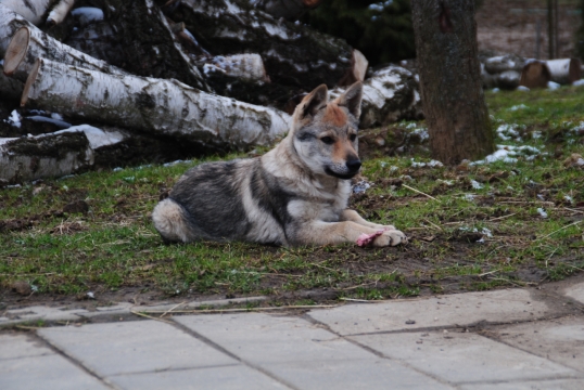 安静趴在草地上可爱汪星人高清特写