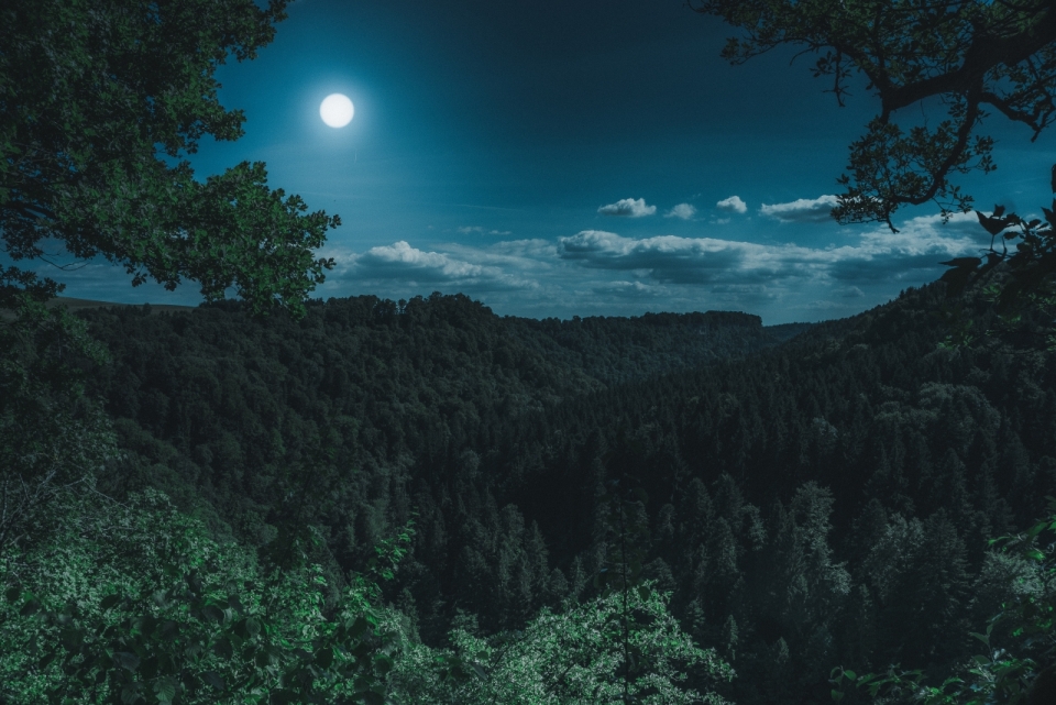 夜晚月光下热带雨林植物风貌