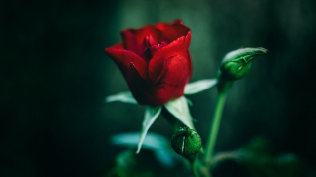 玫瑰花高清电脑桌面壁纸