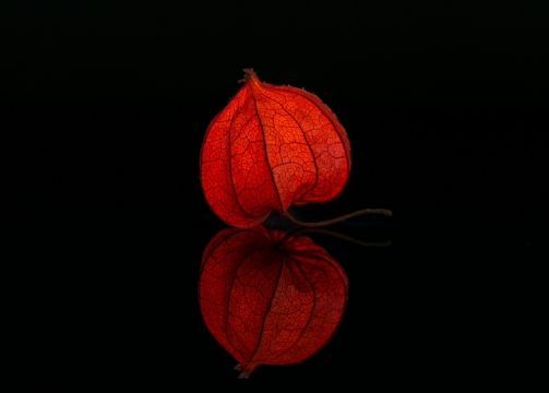 黑色背景发光灯笼草红色灯笼唯美画面