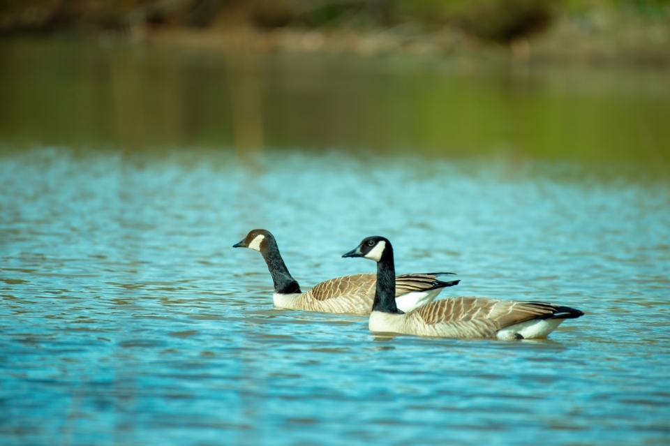 郊外自然湖泊游泳野生鸭子动物