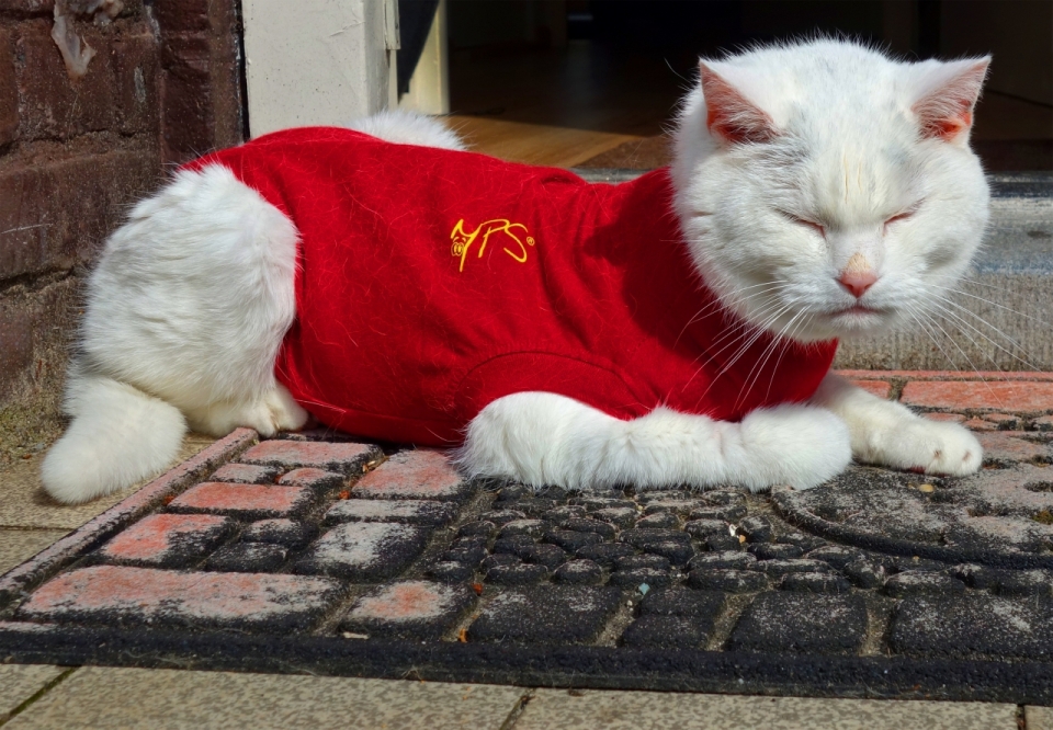 户外穿红色外套可爱白色宠物猫
