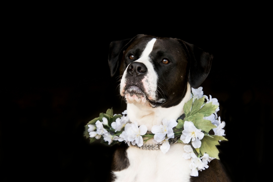 黑色背景戴白色花朵花环可爱宠物狗