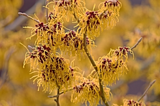 微距摄影_金黄朵簇的金缕梅花特写