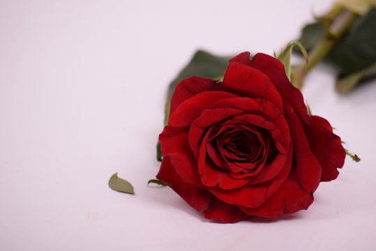 鲜红色玫瑰花桌面微距摆拍