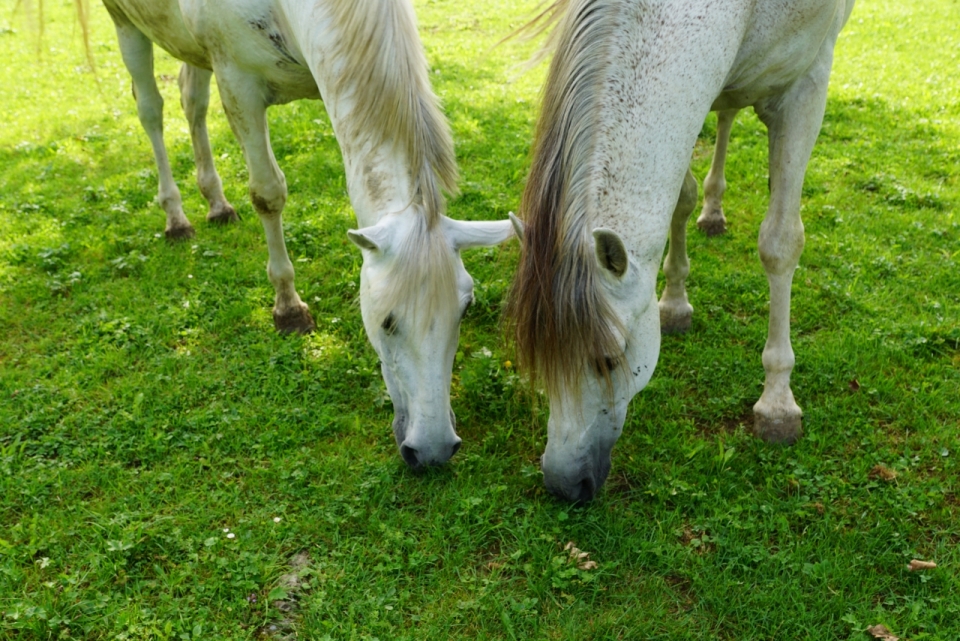 两匹在草地上静静吃草的白马