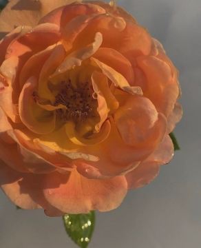 唯美浪漫花朵写真