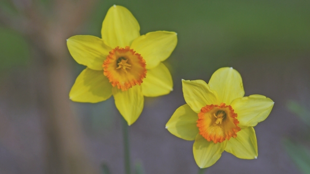 清新淡雅的花卉桌面壁纸