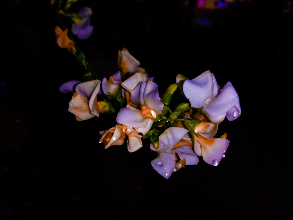 黑暗室内沾水珠紫色花朵植物