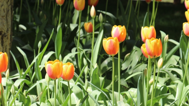 唯美植物郁金花高清植物图片