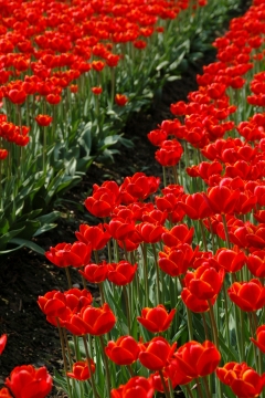 花园土壤种植红色花朵绿色枝叶自然植物