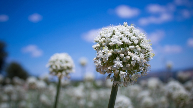韭菜花自然风光优美风景高清桌面壁纸