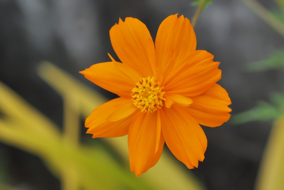 虚化背景户外自然橙色花朵植物