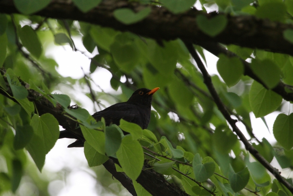 自然树木树枝上橙色喙黑色鸟类动物