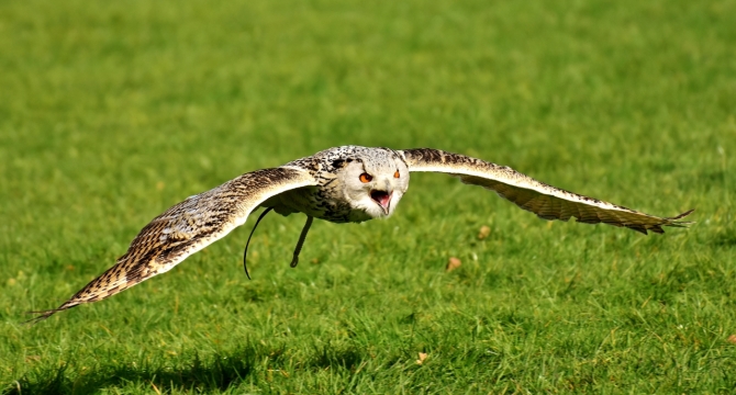 低空飞行超凶的猫头鹰