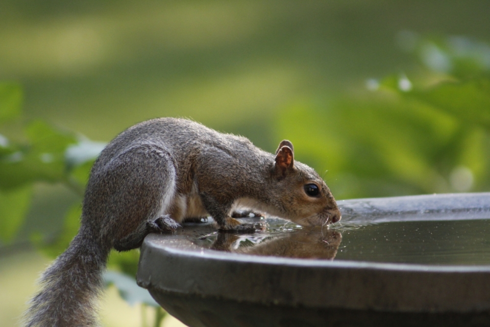 虚化背景可爱小松鼠攀爬碗边喝水