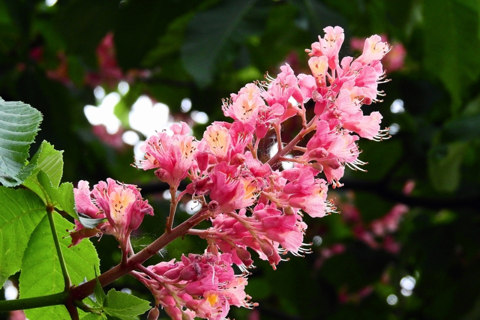 虚化背景户外自然树木树枝粉色花朵