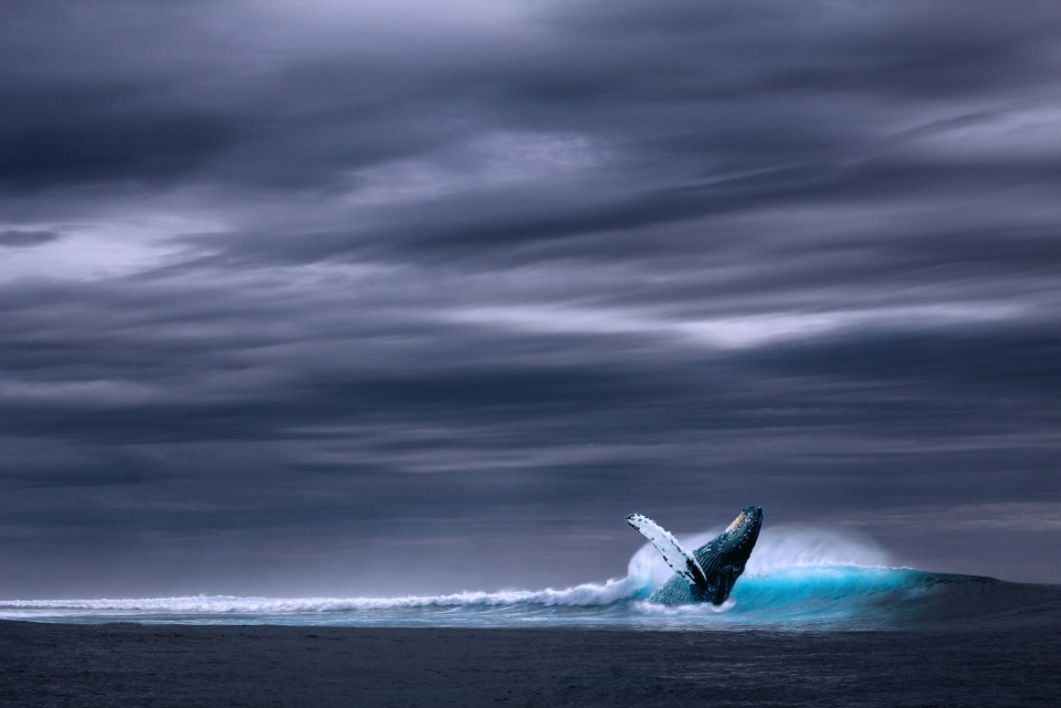 昏暗天空下深蓝海域中跃起的鲸鱼