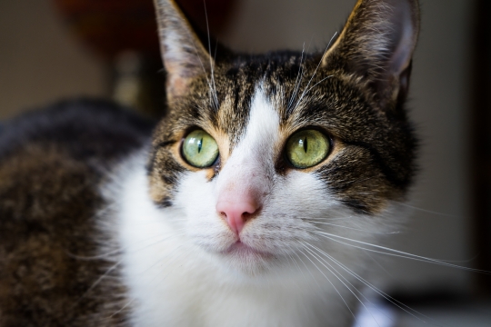 虚化背景室内清澈绿色眼睛可爱宠物猫