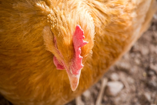 农家小院饲养公鸡金黄色羽毛特写