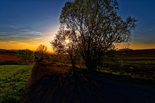 傍晚阳光户外自然田地树木