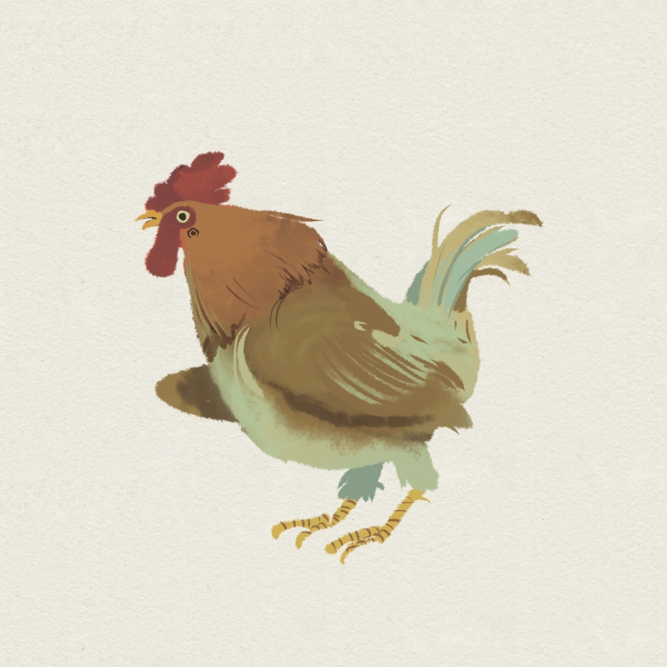 不同品种的鸡插画写真图片