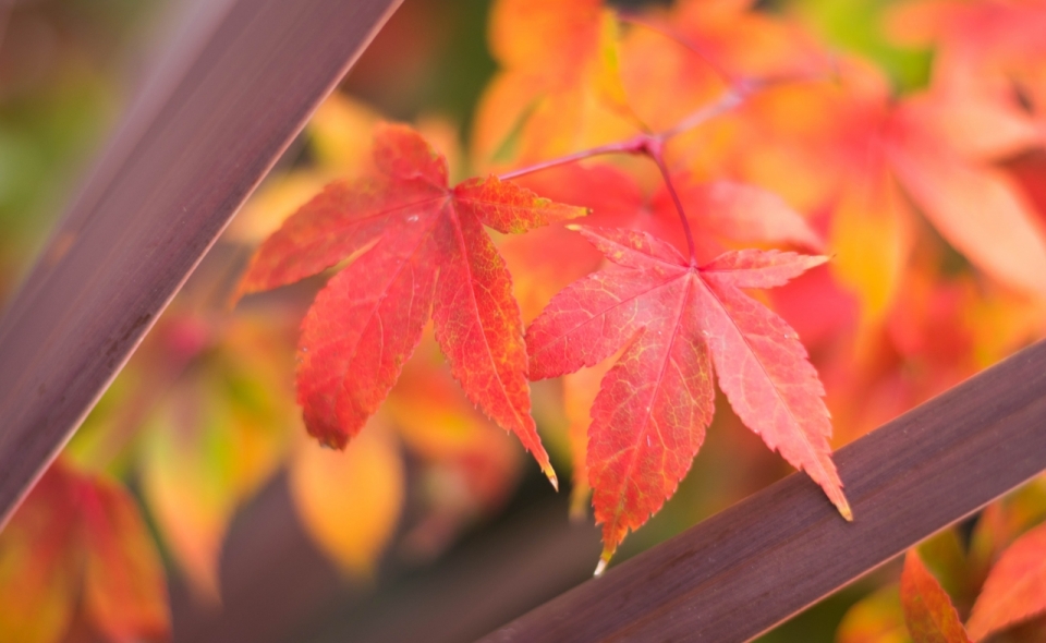 秋天红色枫树树叶植物摄影