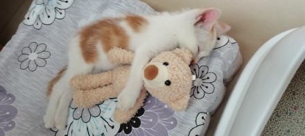 小奶猫背影图片